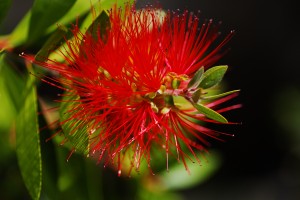 Bottlebrush Flower Red
